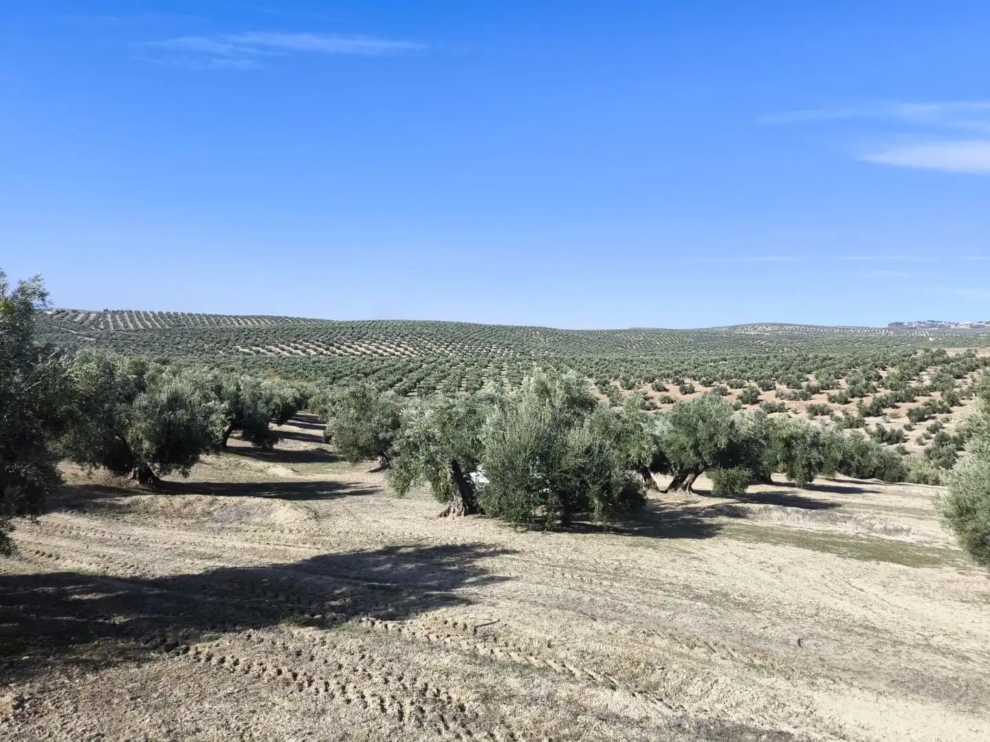 Land for sale in Baeza