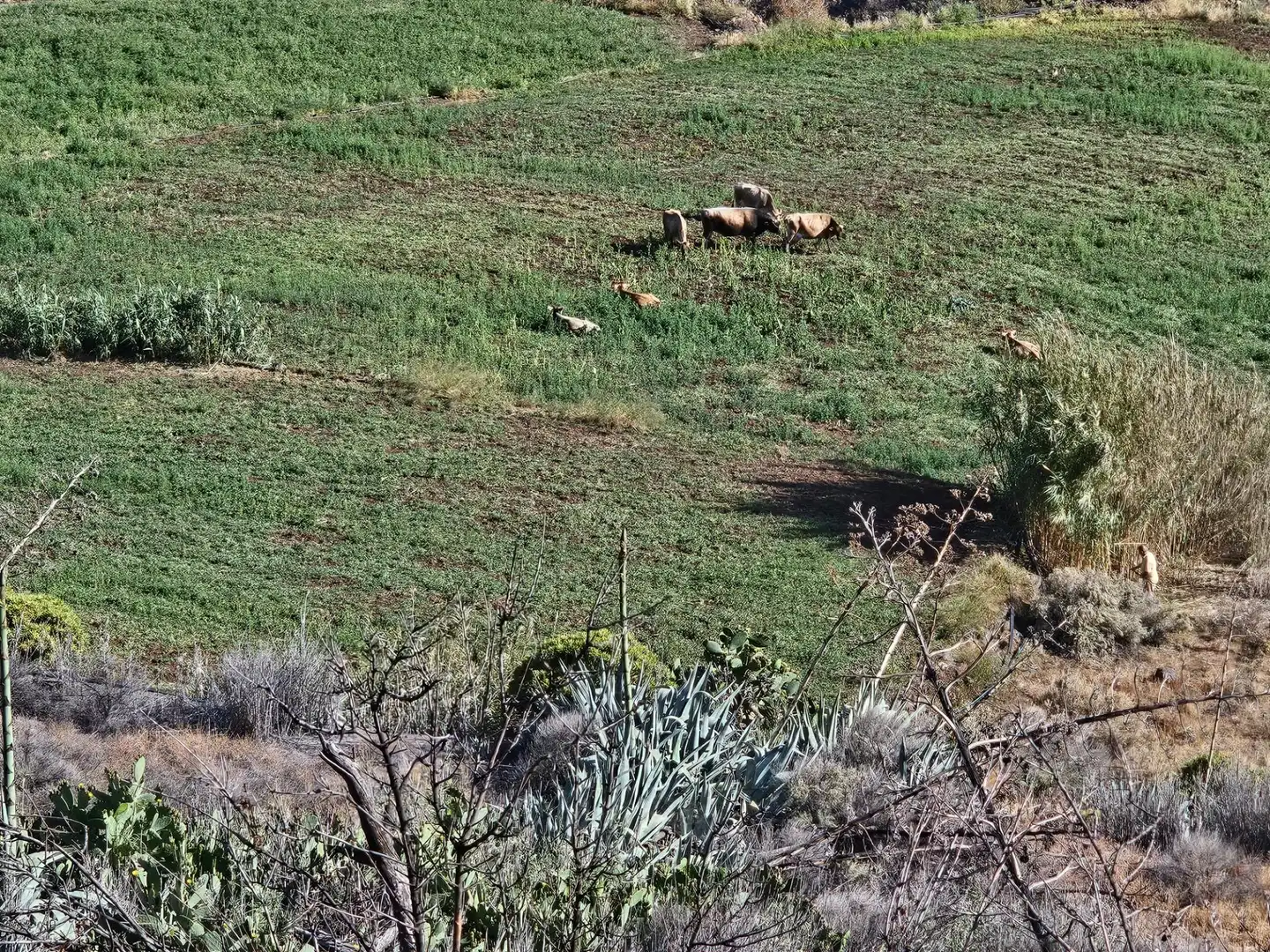 Vista exterior de Finca rústica en venta en Tejeda