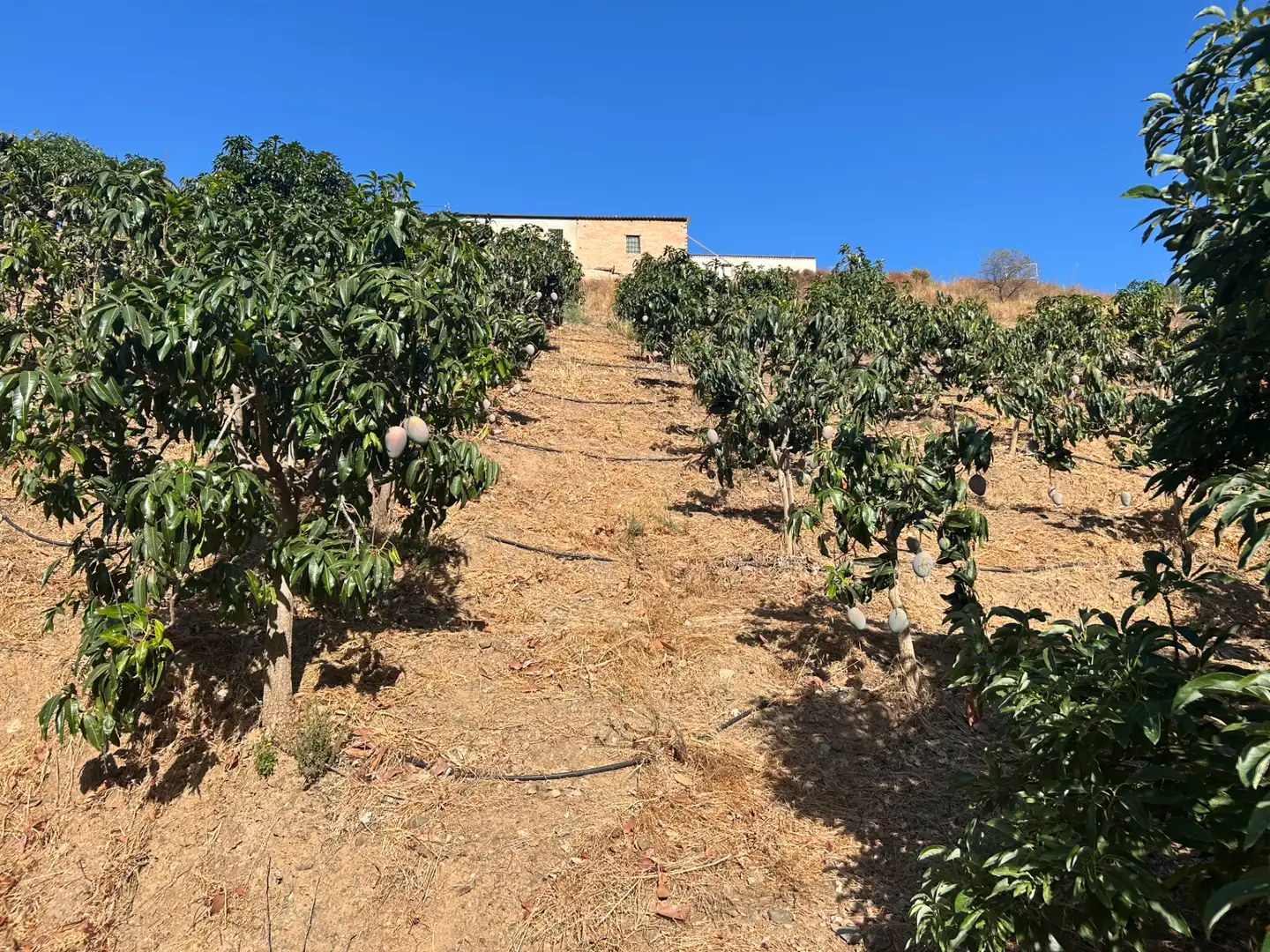 Terreno en venta en Iznate