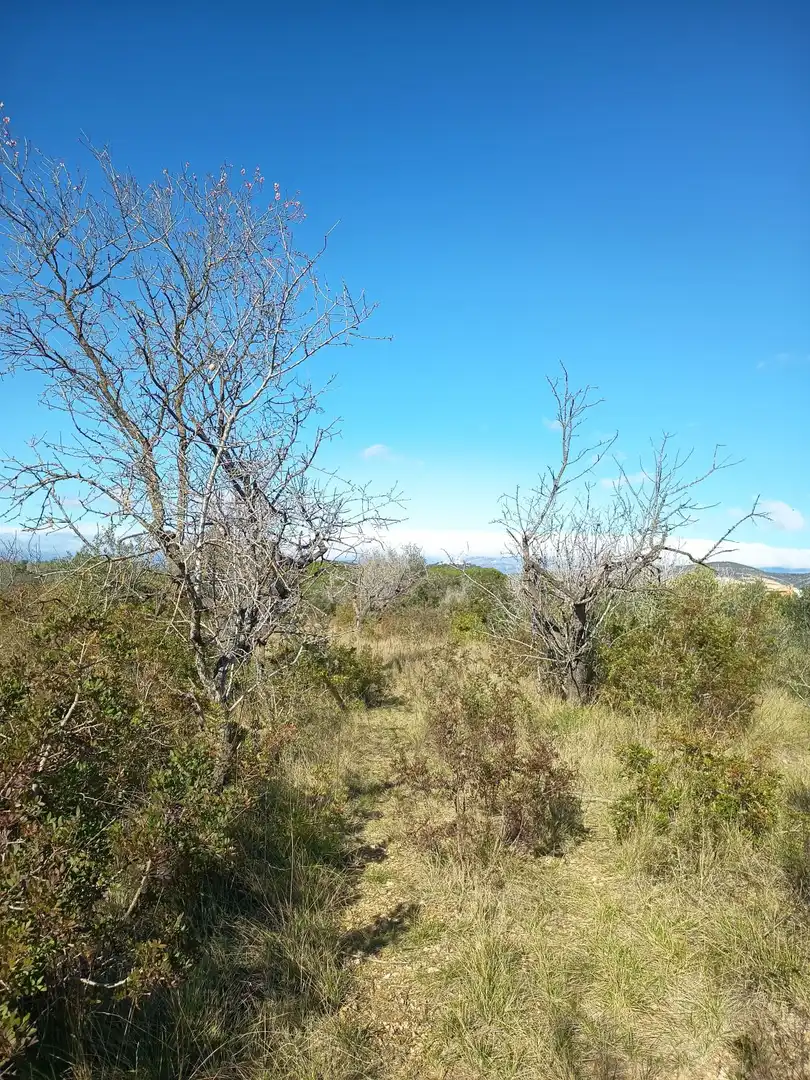 Finca rústica en venda en Ulldecona