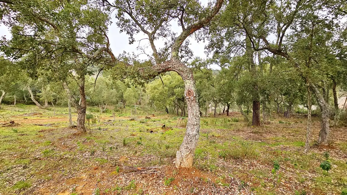 Finca rústica en venta en Santa Ana la Real con Calefacción, Jardín privado y Terraza