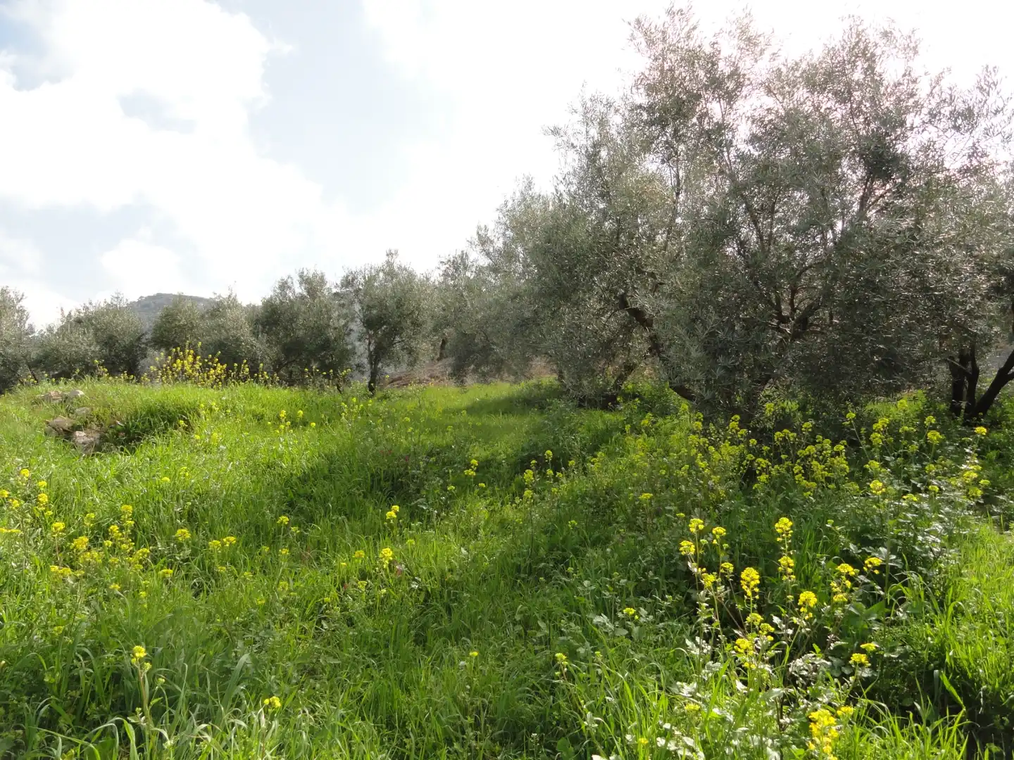 Land for sale in La Iruela