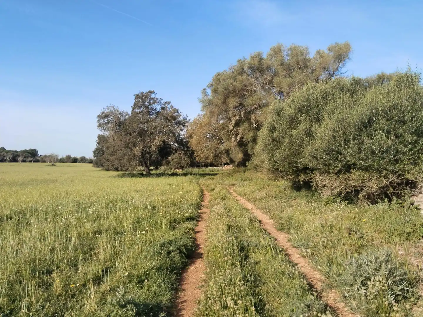 Rural land for sale in Felanitx Poble, imagen 7