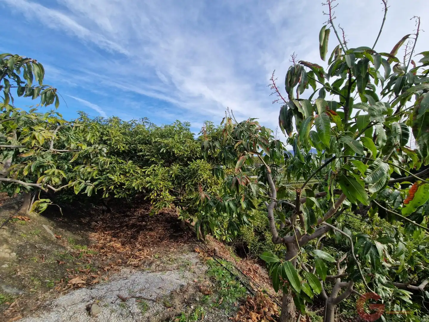 Terreni e lotti in vendita a Monte los Almendros - El Pargo - Costa Aguilera, imagen 8