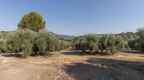 FINCA DE OLIVOS EN MONTEFRÍO, immagine 3