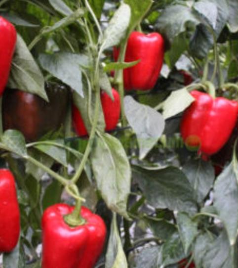 Foto 2 von Grundstücke zur Miete in Camino Calesa, 8, San Isidro - Campohermoso, Níjar