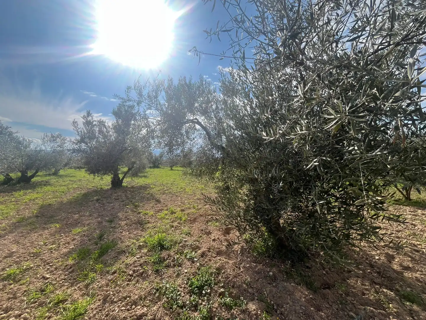 Land for sale in Dúrcal
