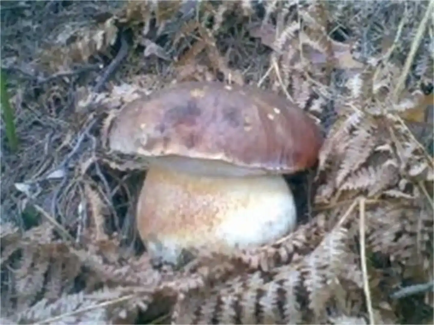 Garden of Flat for rent in San Leonardo de Yagüe  with Furnished