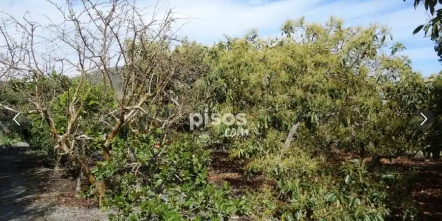 Terreno rústico en venta en Motril  ciudad, imagen 2