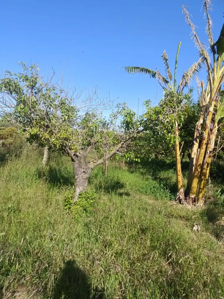 Country homes for sale in Sueca