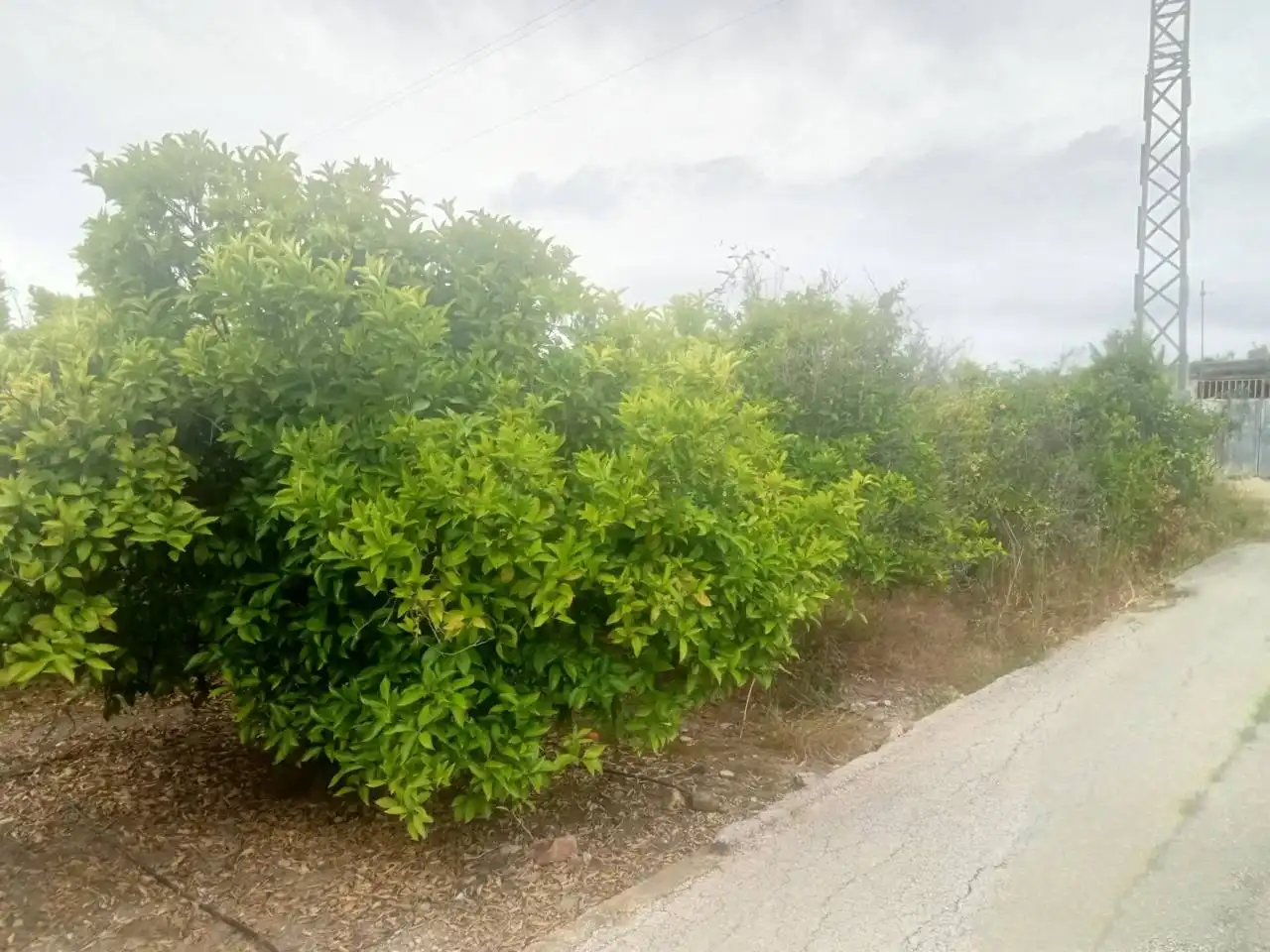 Terreno rustico in vendita a Camino Paloma, imagen 5
