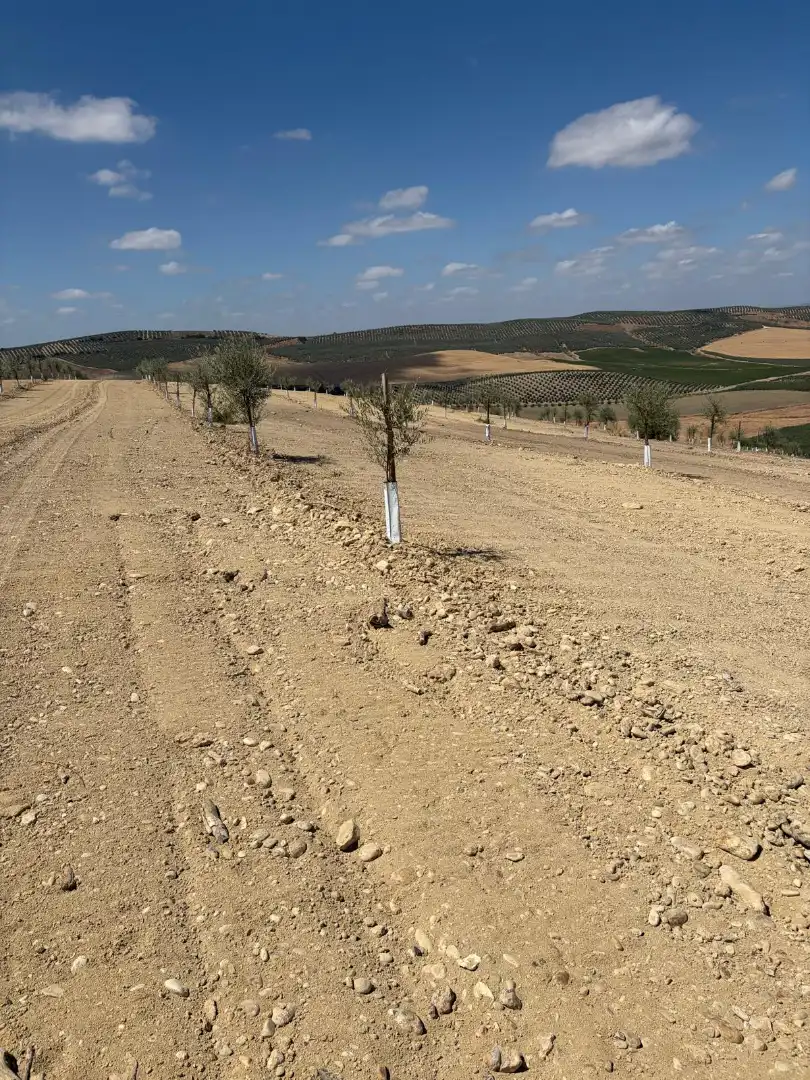 Terreno rustico in vendita a Montilla, imagen 6