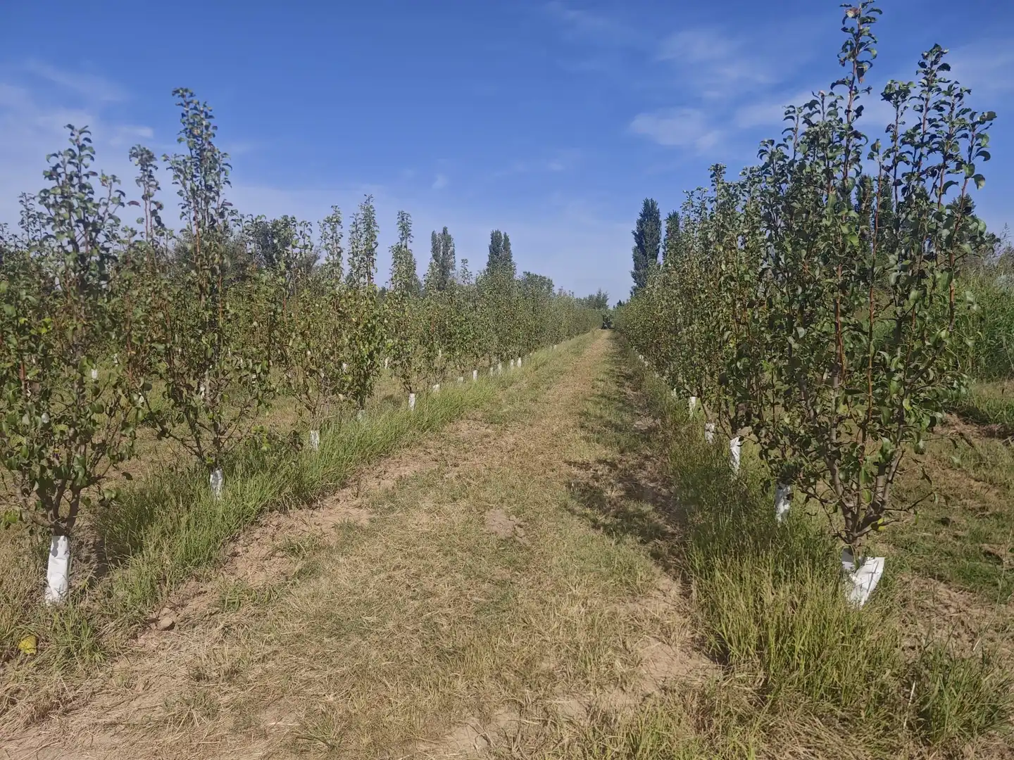 Land for sale in Albatàrrec