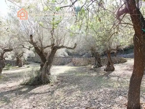 Garden of Residential for sale in Fornalutx