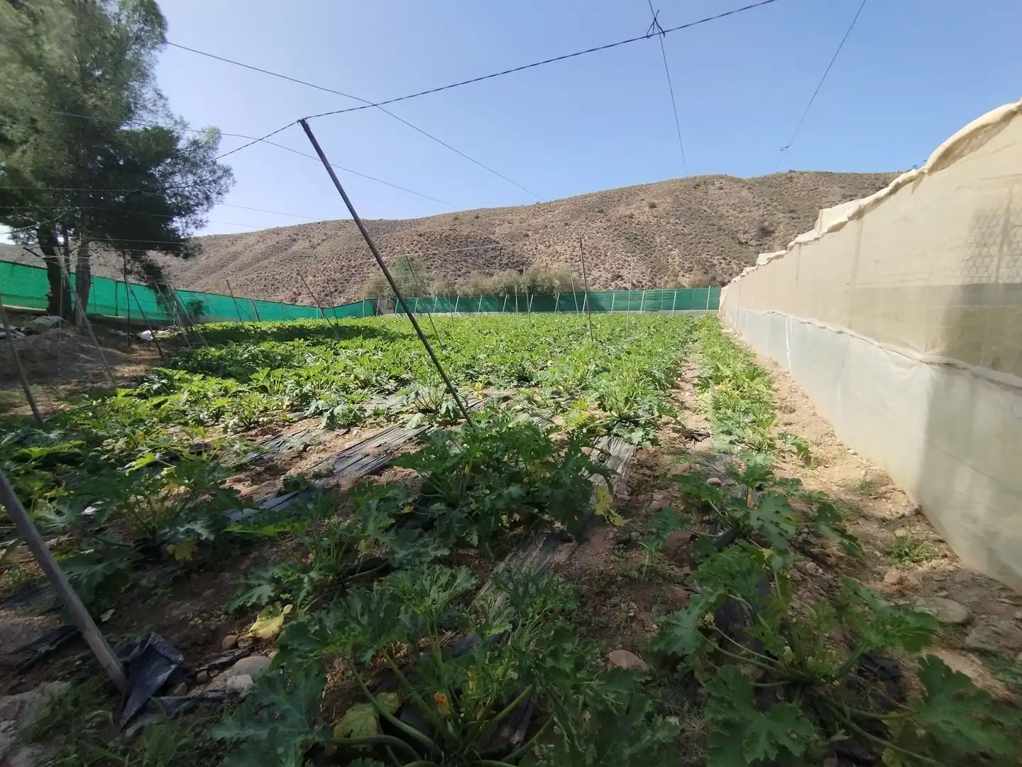 Terreno rustico in vendita a Santa Fe de Mondújar, imagen 40