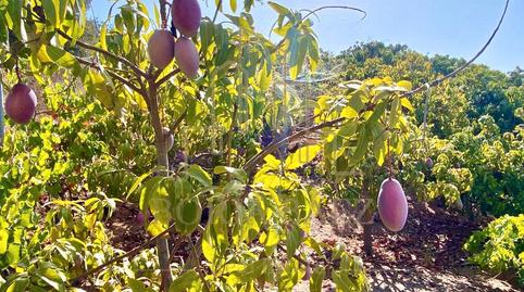 Foto 4 de Casa o xalet en venda a N/a, -1, Camino Viejo de Málaga, Vélez-Málaga