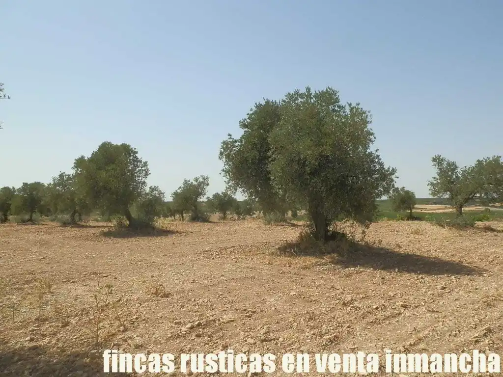 Terreni e lotti in vendita a Mota del Cuervo, imagen 13