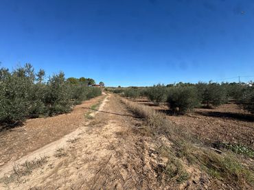 Terreny rústic en venda a Carretera de Murcia 13