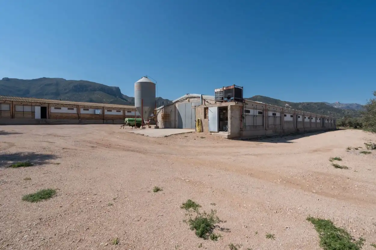 Terreno rustico in vendita a Partida Pandorga 2