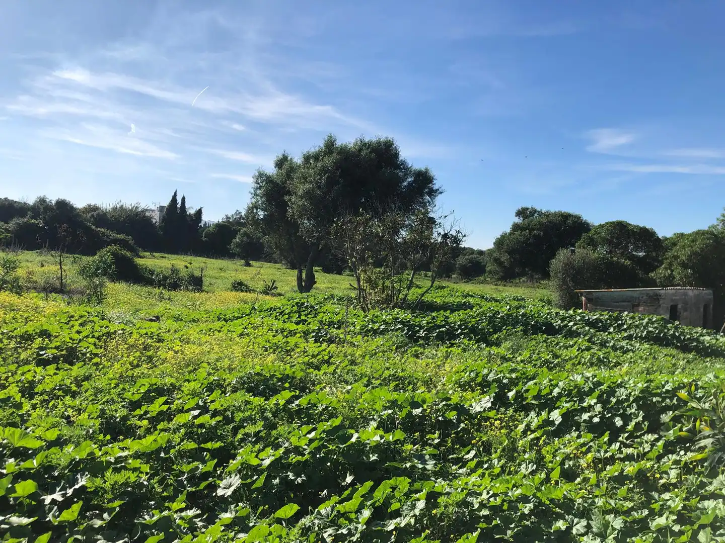 Country house for sale in Vejer