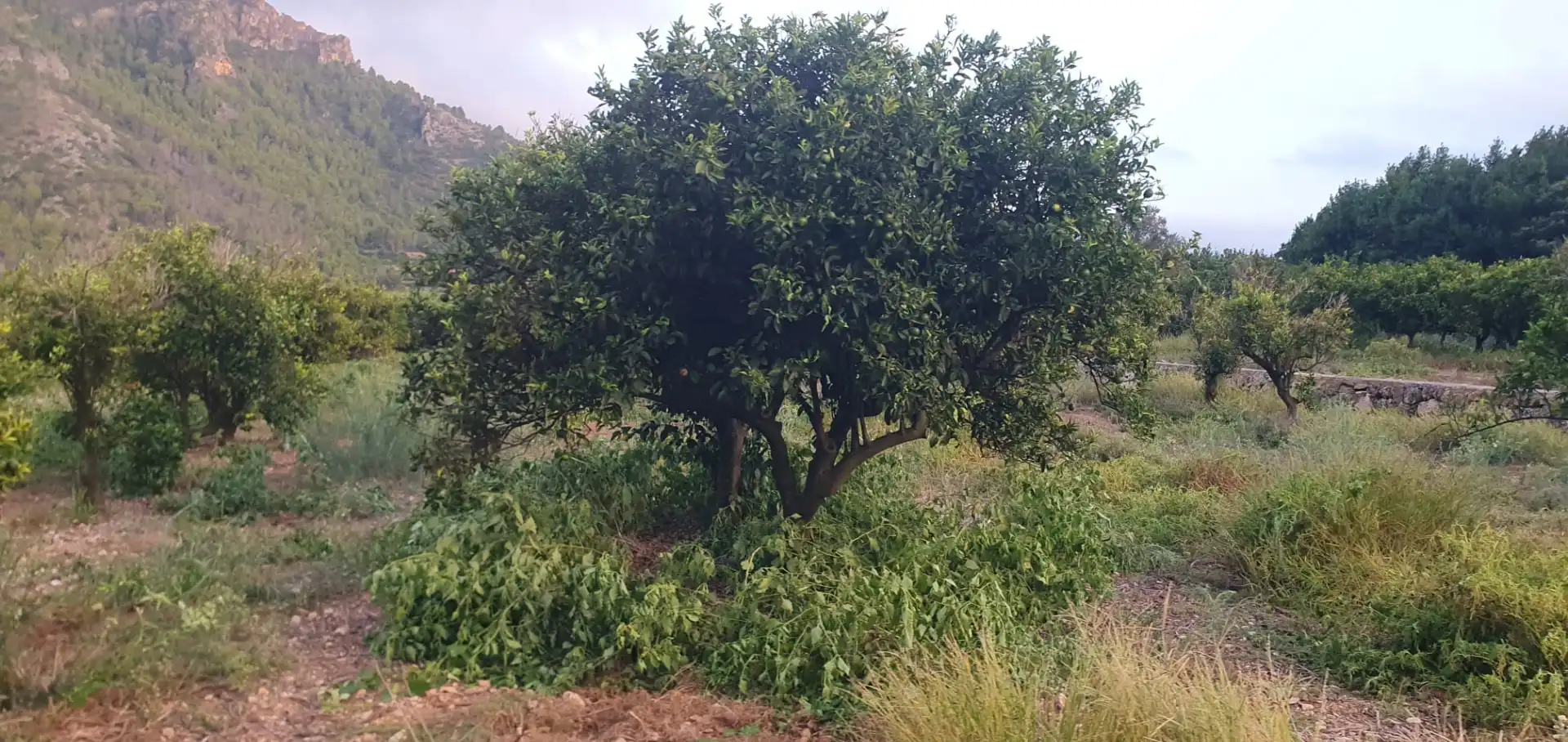 Terreny rústic en venda a Camí Sanchis, imagen 10