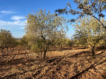 Terreno rustico in vendita a Avenida de Andalucía