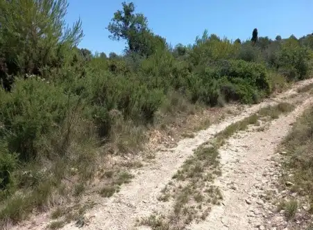 Terreny rústic en venda a Paraje El Cuartito, imagen 7