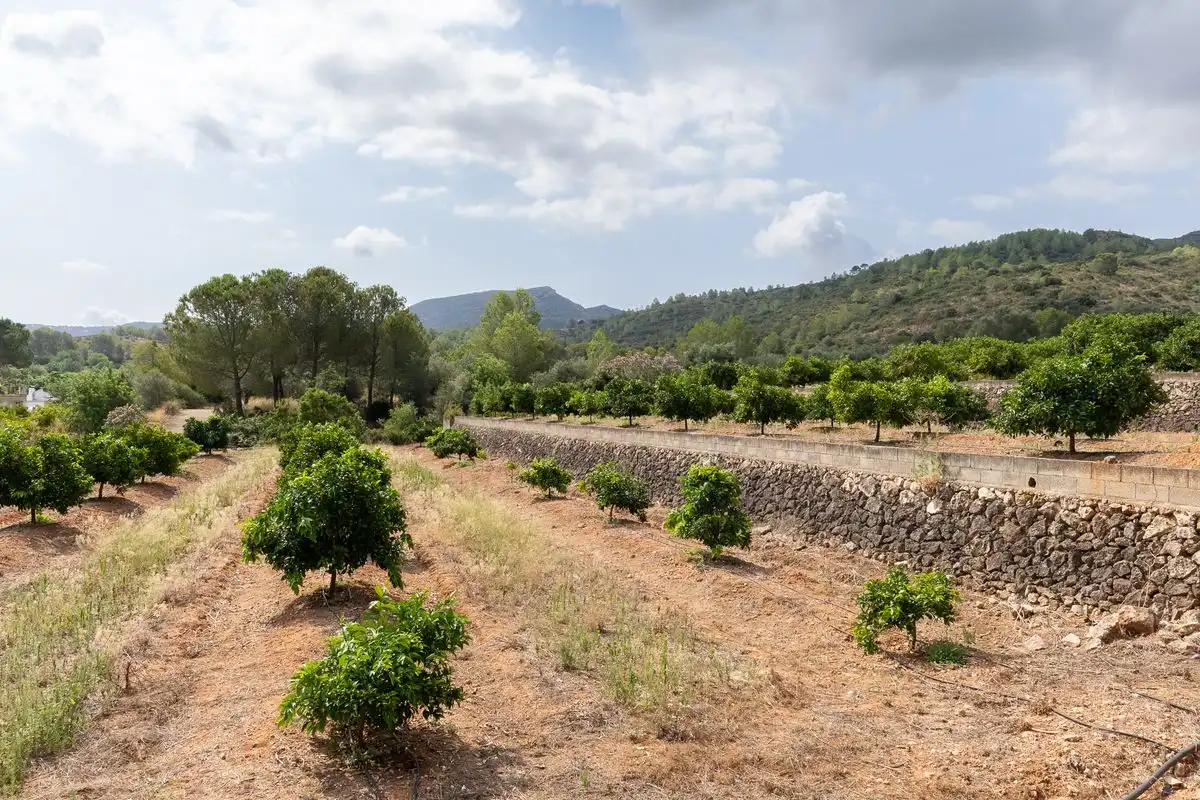 Casa o xalet en venda a Partida Raco de Pasqual, Montesa