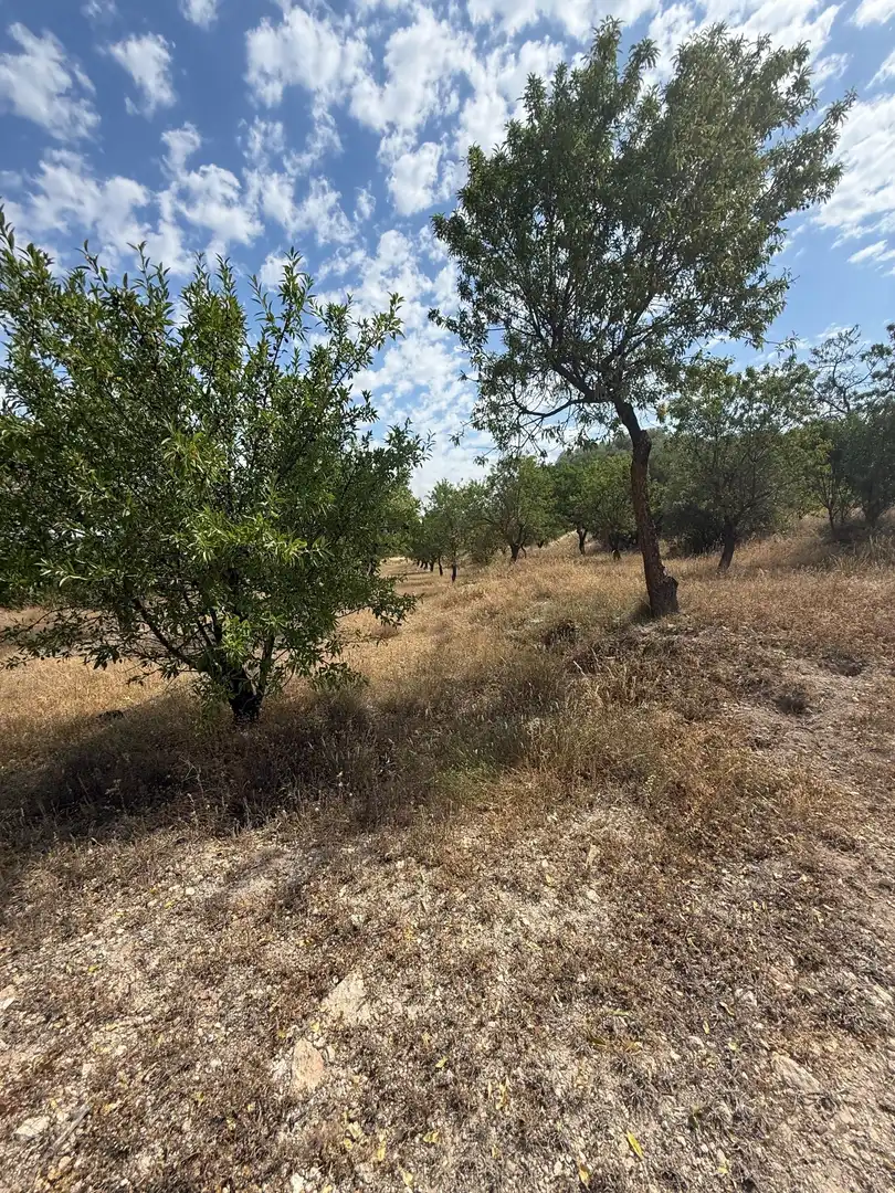Terrenys i solars en venda a Biar, imagen 3
