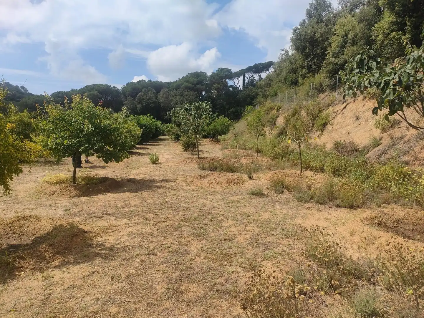 Terrain rustique à vendre à Dosrius poble, imagen 21