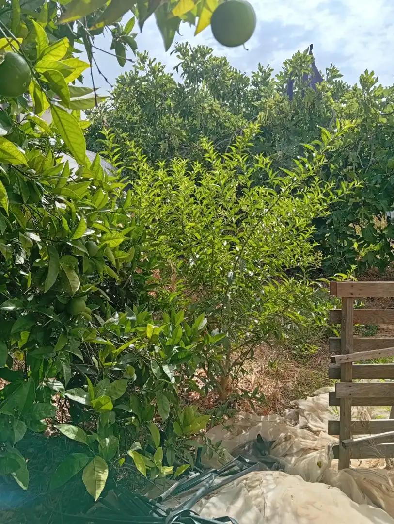 Villa avec jardin à vendre à Ayamonte ciudad, imagen 61