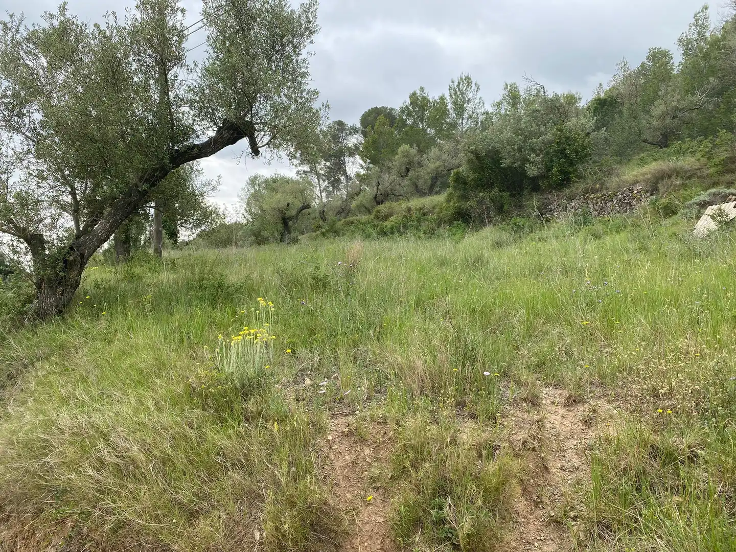 Terreny residencial en venda a Castellvell del Camp, imagen 2