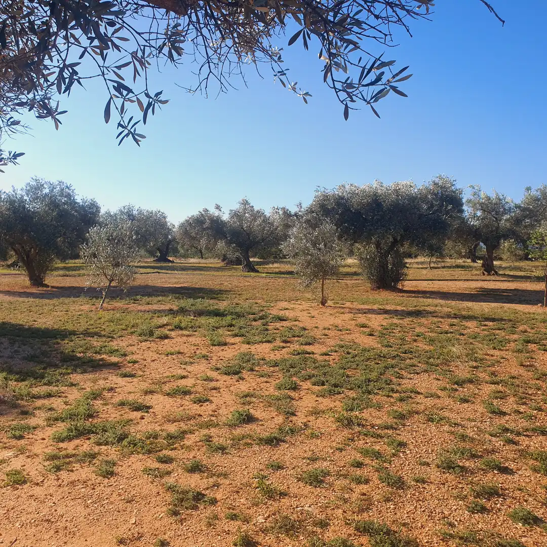 Terrain rustique à vendre à Tivenys, imagen 17