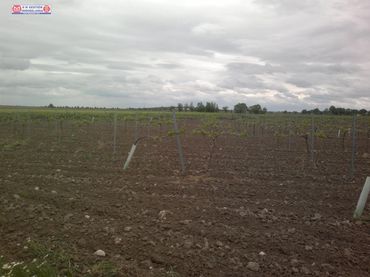 Terreno rustico in vendita a Tomelloso