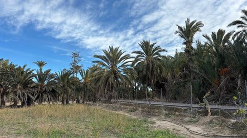 Foto 5 de Finca rústica en venda a La Algoda - Matola - Llano de San José, Elche / Elx