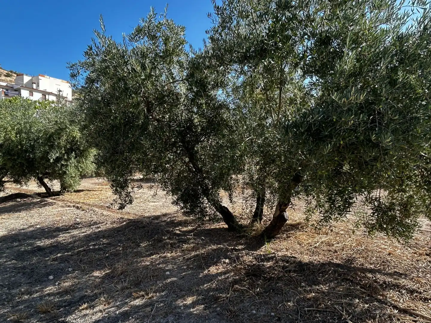 Terreni e lotti in vendita a Calicasas, imagen 26