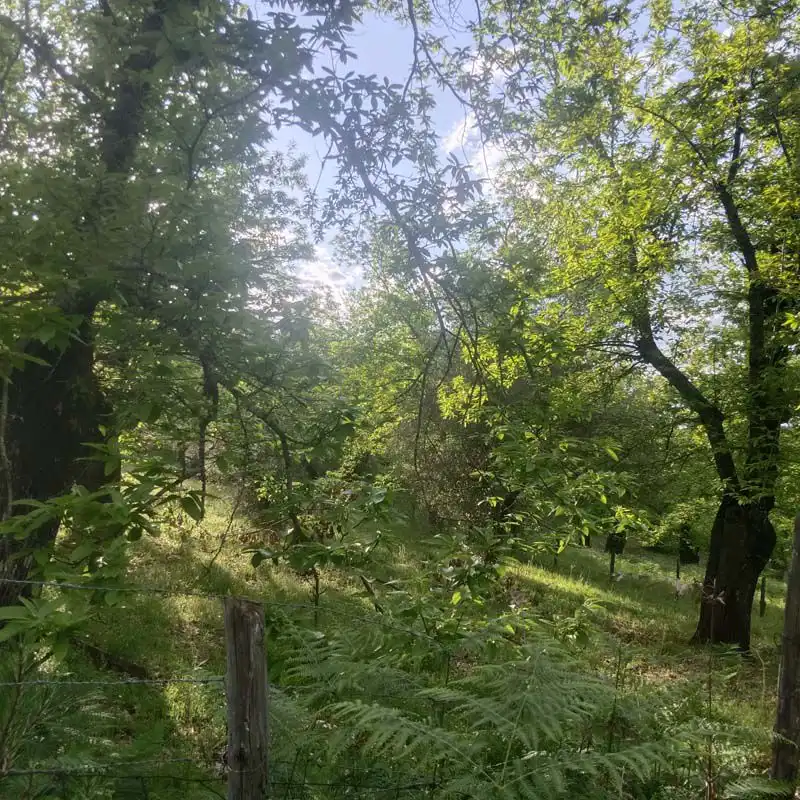 Finca rústica en venta en Aracena