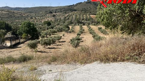 Puedes imaginarte en este bonito lugar? Rodeado de olivos  88 aprox con buenas vistas, en esta finca de secano con casi 11 marjale, immagine 3