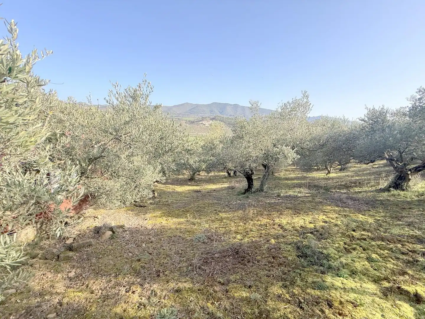 Terreno en venta en Cirauqui / Zirauki