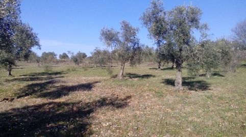 OLIVARES EN LAS PATUDAS
Parcelas de olivos en las Patudas con unas superficies de 1 hectárea y la otra de 1 fanega. Se encuentran, Bild 4