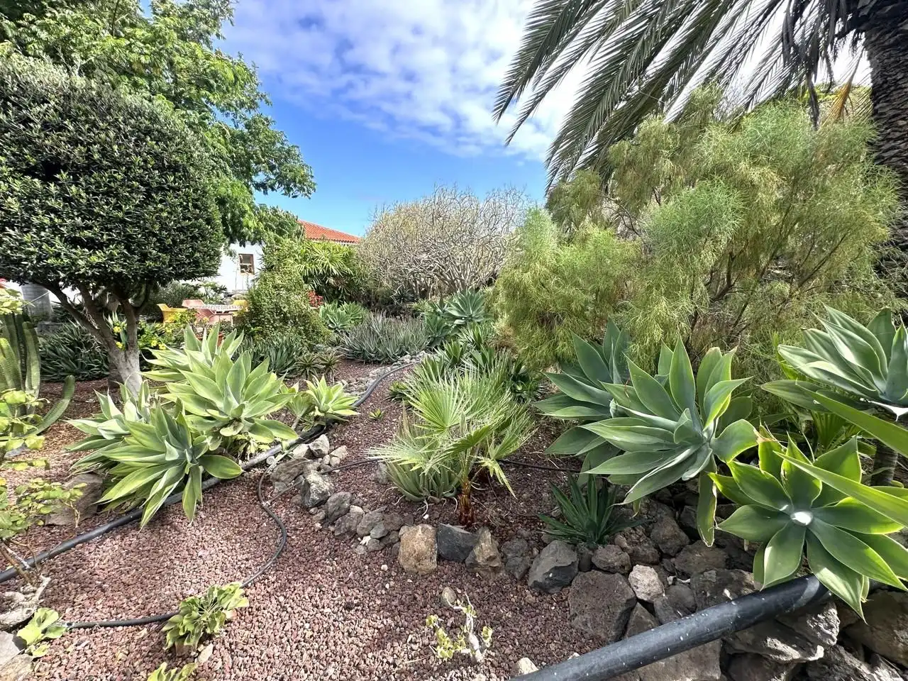 Jardí de Casa o xalet en venda en Buenavista del Norte amb Jardí privat i Terrassa