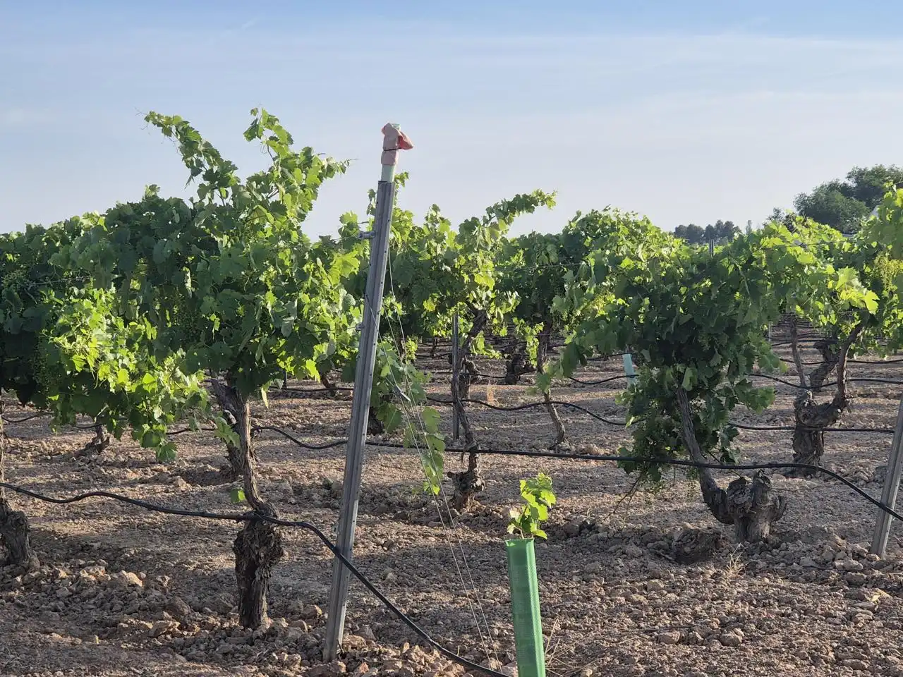 Terreno rustico in vendita a AGRICOLA, imagen 6