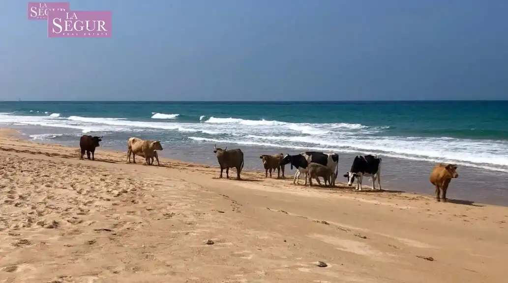 Terreni e lotti in vendita a El Palmar, imagen 5