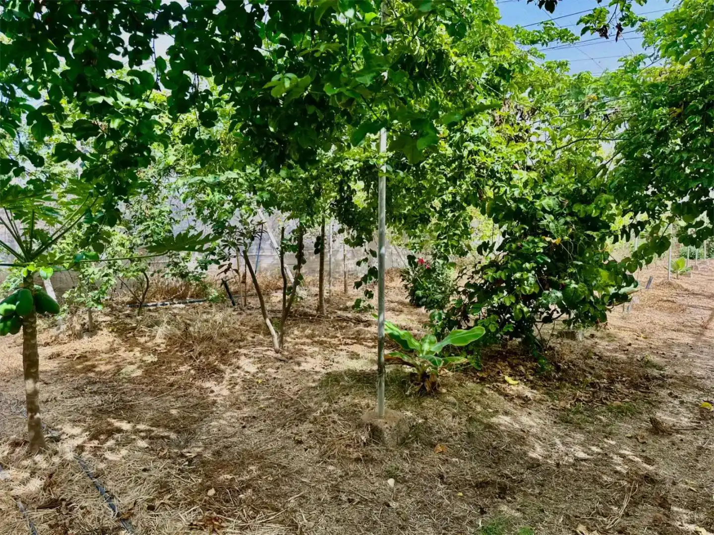 Finca rústica en venda en Guía de Isora