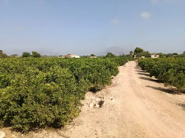 Rustikales Grundstück zum Verkauf in Jacarilla, imagen 9