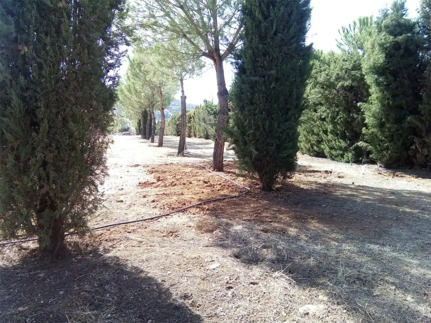 Land for sale in Moral de Calatrava