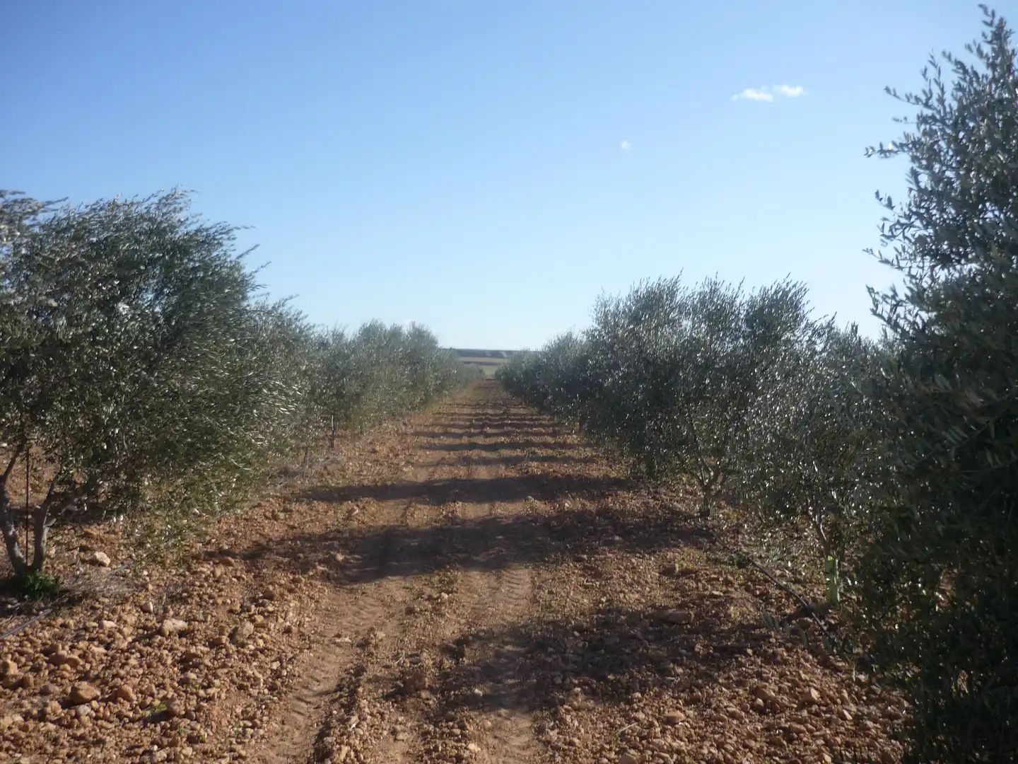 Land for sale in Vila-rodona