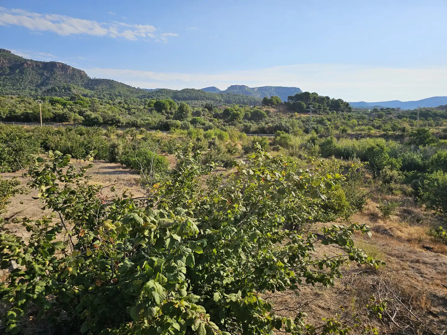 Terrain rustique à vendre à Alforja, imagen 29