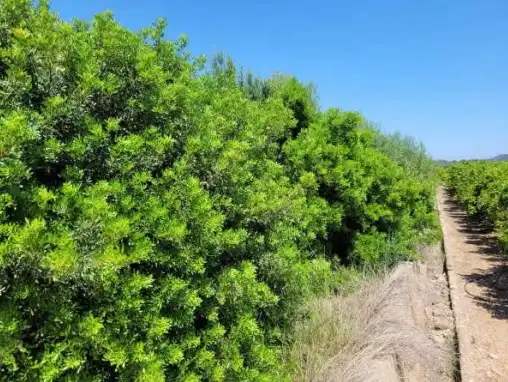 Rural land for sale in Pt Casalet, Pol 7, imagen 6
