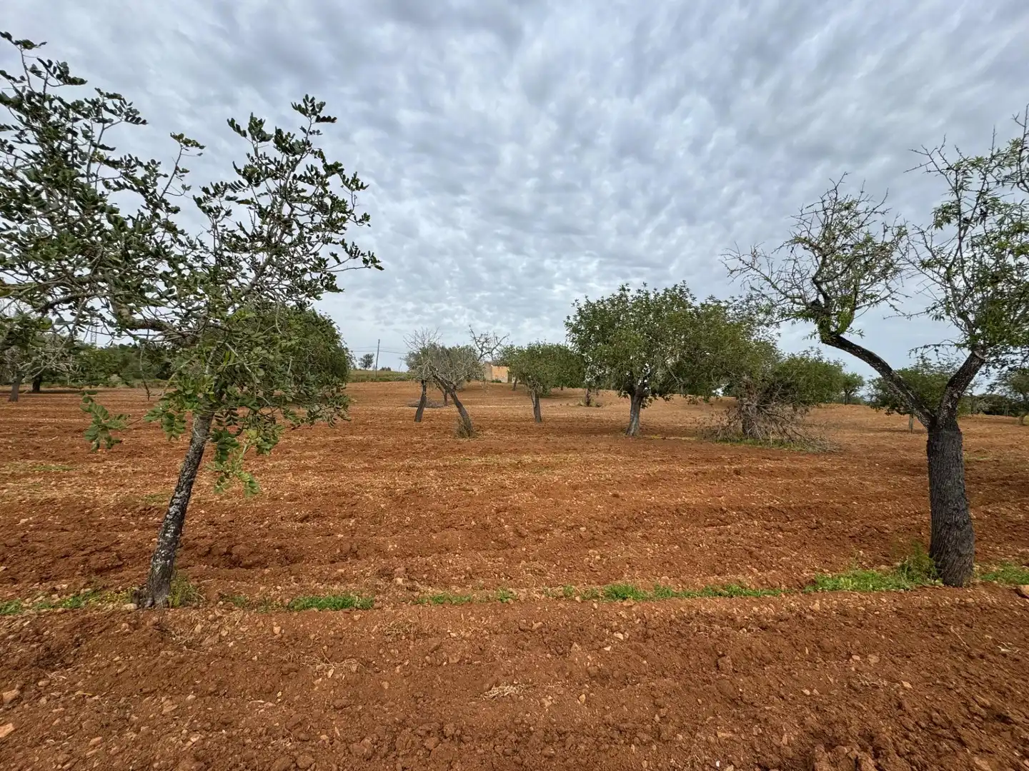 Rustikales Grundstück zum Verkauf in Camino Camí Vell de Porreres 2, imagen 33